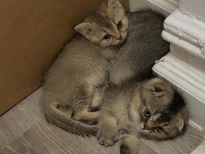 Foxys Kittens - Scottish Straight - Gallery Photo #1