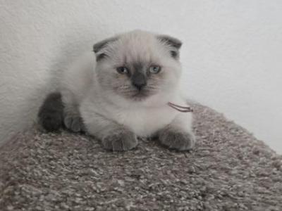 Color Point Scottish Fold Russian Blue Female - Scottish Fold - Gallery Photo #1
