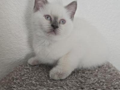Lilac Point Scottish Straight Russian Blue Male - Scottish Straight - Gallery Photo #1