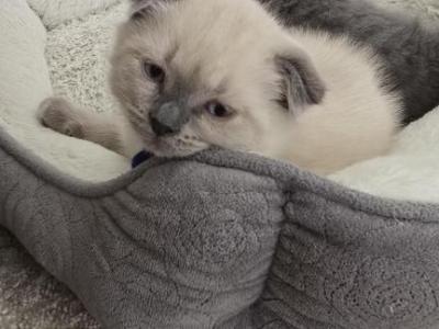 Color Point Scottish Fold Russian Blue Male - Scottish Fold - Gallery Photo #1