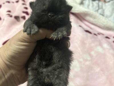 Persian & Exotic Newborns Available For Deposit - Persian - Gallery Photo #1
