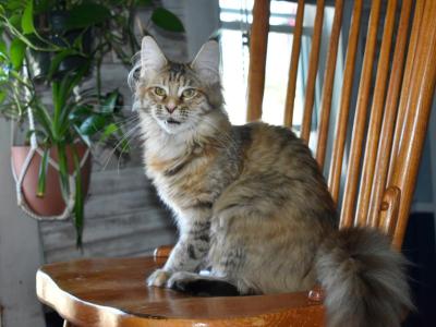 Maine Coons Ready Now TICA Registered - Maine Coon - Gallery Photo #1