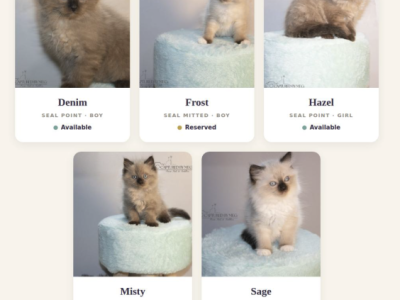 The Royal Court Litter - Ragdoll - Gallery Photo #1
