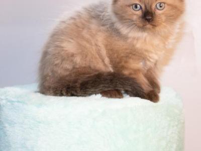 The Royal Court Litter - Ragdoll - Gallery Photo #1