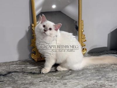 REDUCED Lady Soleil - Ragdoll - Gallery Photo #1