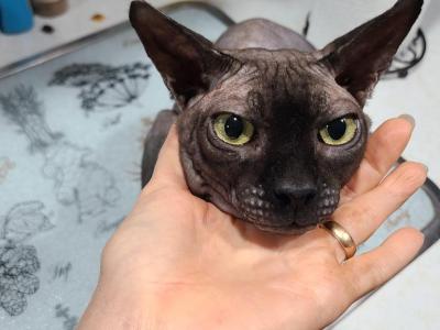 Sphynx Male - Sphynx - Gallery Photo #1