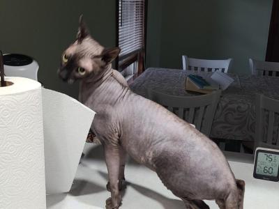 Sphynx Male - Sphynx - Gallery Photo #1