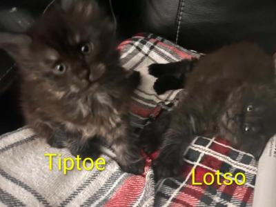 Lotso & Tiptoe - Maine Coon - Gallery Photo #1