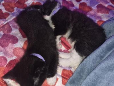 Tuxedo Kittens - Domestic - Gallery Photo #1