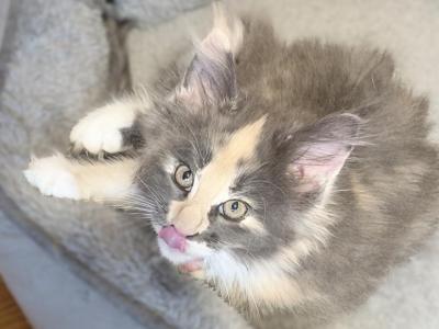 Honey - Maine Coon - Gallery Photo #1