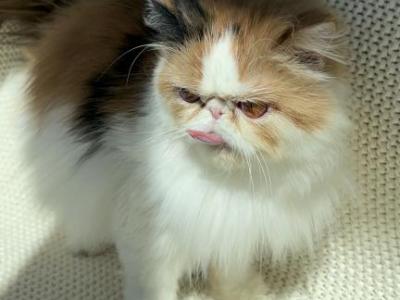 Sassy - Persian - Gallery Photo #1