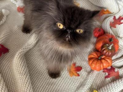 Mocha - Persian - Gallery Photo #1