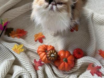 Patches - Persian - Gallery Photo #1