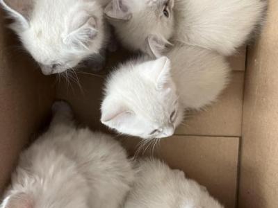 Siamese And American Bobtail Mix Kittens - American Bobtail - Gallery Photo #1
