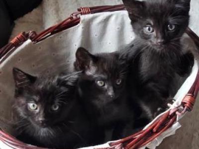 Kittens Available - American Shorthair - Gallery Photo #1