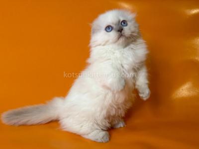 Stormy Munchkin Fold Longhair Blue Eyes - Munchkin - Gallery Photo #1
