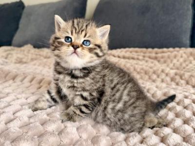 Tigger - Scottish Straight - Gallery Photo #1