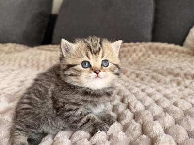 Lilly - Scottish Straight - Gallery Photo #1