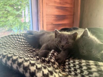 Mamas - Domestic - Gallery Photo #1