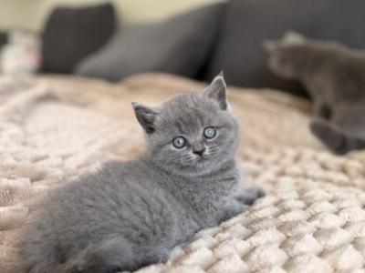 Eva - British Shorthair - Gallery Photo #1