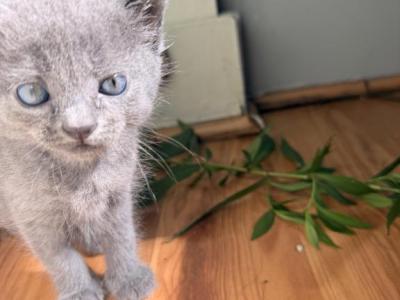 Mama - Domestic - Gallery Photo #1