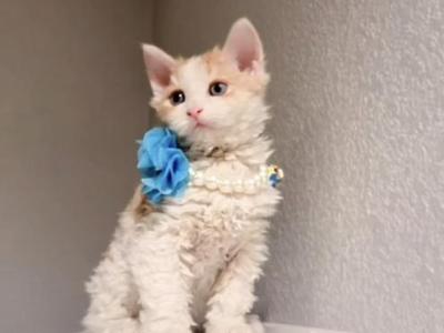 Milo - Selkirk Rex - Gallery Photo #1