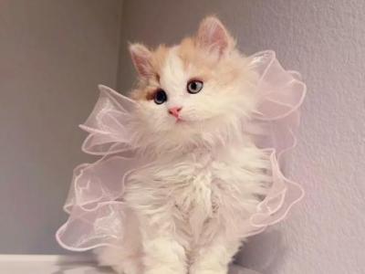 Cosmo - Selkirk Rex - Gallery Photo #1