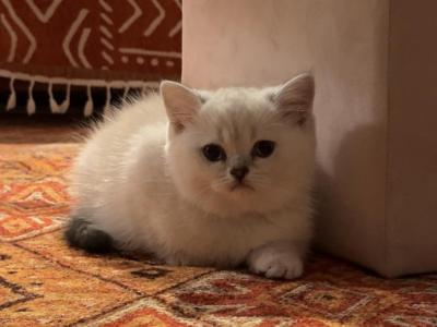 Scottish Straight Kitten Ponba - Scottish Straight - Gallery Photo #1