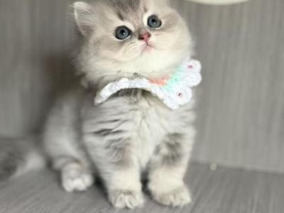 Pearl - British Shorthair - Gallery Photo #1