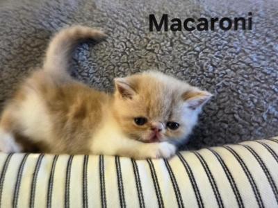 MACARONI - Exotic - Gallery Photo #1