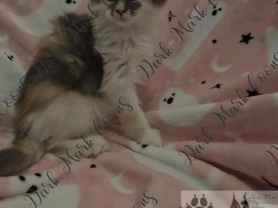 Vada Littles - Maine Coon - Gallery Photo #1