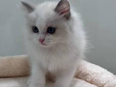 Dudu - Ragdoll - Gallery Photo #1