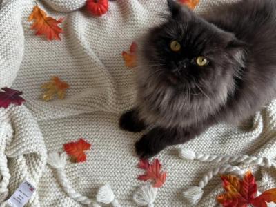 Jane - Persian - Gallery Photo #1