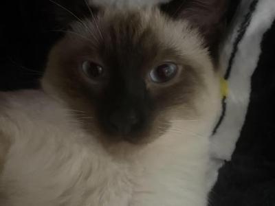 Cody - Siamese - Gallery Photo #1