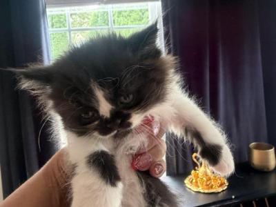 Dolly - Persian - Gallery Photo #1