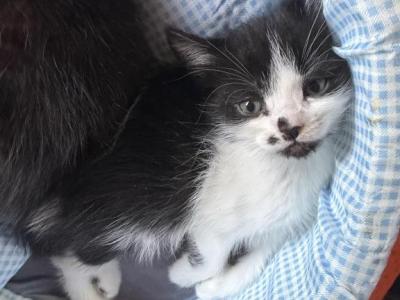 Spark - Persian - Gallery Photo #1