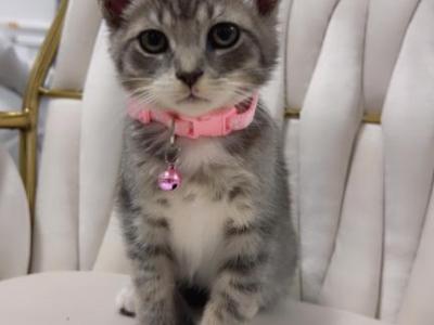 2 Kittens Available - American Shorthair - Gallery Photo #1