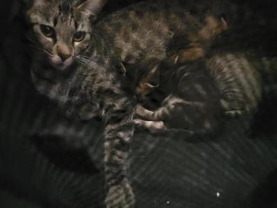 3 Unamed NewBorns - Domestic - Gallery Photo #1