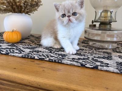 ESH Kittens - Exotic - Gallery Photo #1