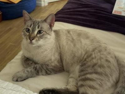Azura - Domestic - Gallery Photo #1