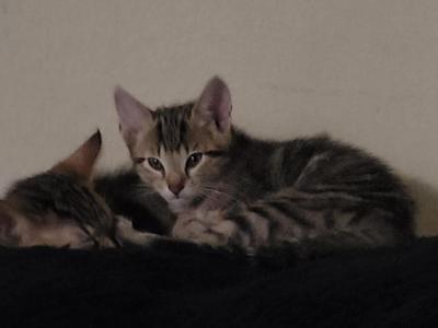 Luna Girl6mo Bolt Boy6mo - Domestic - Gallery Photo #1