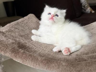 Oliver - Ragdoll - Gallery Photo #1