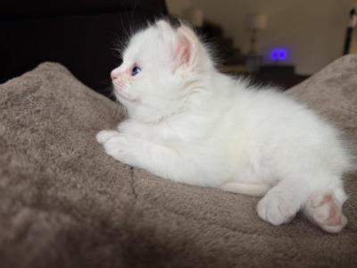 Oliver - Ragdoll - Gallery Photo #1