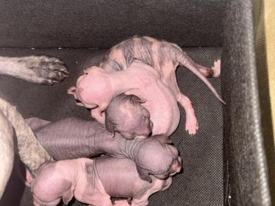 Eden And Disos Litter - Sphynx - Gallery Photo #1