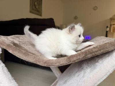 Magenta - Ragdoll - Gallery Photo #1