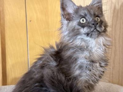 Everythingcoon Litter - Maine Coon - Gallery Photo #1