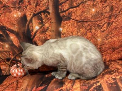 Snow Lynx Female - Bengal - Gallery Photo #1