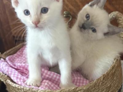 Matilda And Triki Woo - Siamese - Gallery Photo #1