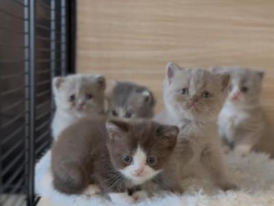 T I M T A M - British Shorthair - Gallery Photo #1