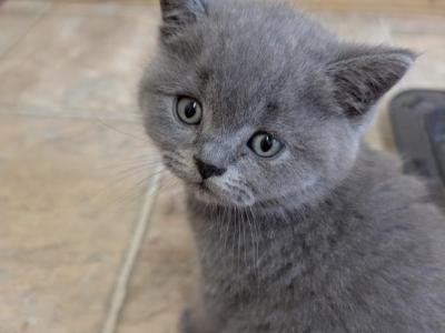Gus Gus - British Shorthair - Gallery Photo #1